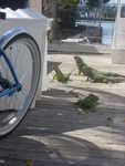 Iguanas