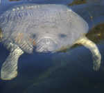 Florida Manatee