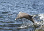 Dolphins love to play