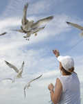Feeding the Seagulls