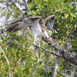 Osprey a.k.a.  Sea Hawk