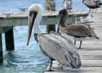 The Florida Pelican