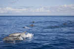 school of porpoises