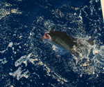 sailfishing in Ft. Lauderdale