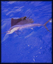 Sailfish Fishing Fort Lauderdale